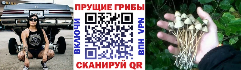 что такое наркотик  Бузулук  Псилоцибиновые грибы прущие грибы 